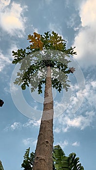 papaya tree fruit