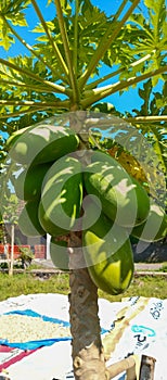 Papaya tree, papaya fruit background