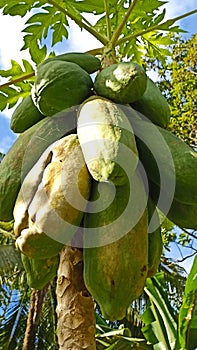 Papaya tree fruit is dense and oval