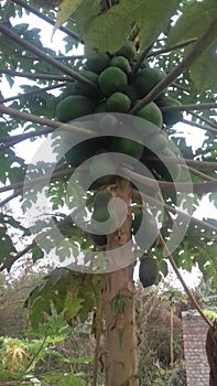 Papaya tree fruit vegetable tree