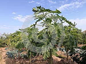 The papaya tree with fruits