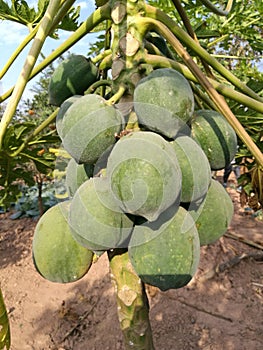 The papaya tree with fruits