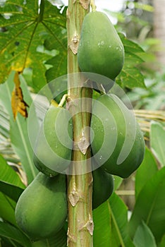 Papaya tree with fruits, Sao Tome