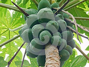 A papaya tree full of green papayas