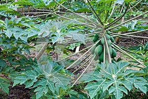 Papaya tree