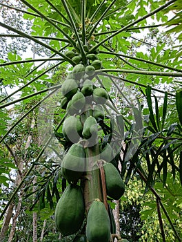 papaya tree with its dense fruit