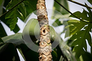 Papaya tree and its fruit