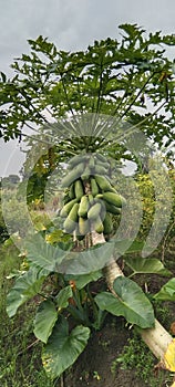 papaya tree and its fruit