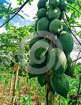 Papaya photo