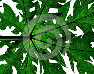 Papaya tree Leaf