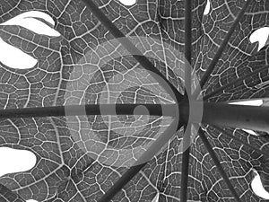 Black and white Papaya Tree Leaf