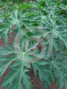 Papaya tree leaf abstract background