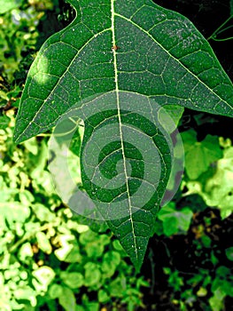 Papaya tree leaf image. Portrait mode view photography