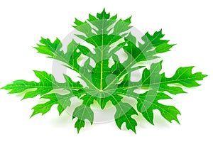 Papaya tree leaf