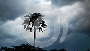 Papaya Tree look like Black Dark shadow in Dramatic Dark stormy cloudy sky in Background, wallpaper, a beautiful cloudy weather