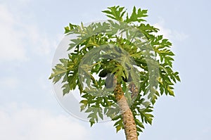 Papaya tree one