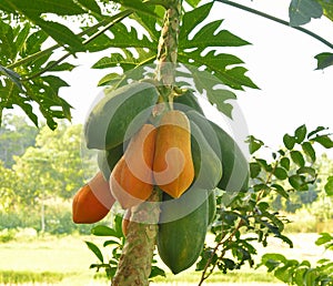 Papaya tree in the orchard of Thailand