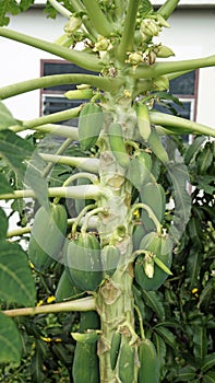 papaya tree on phu quoc