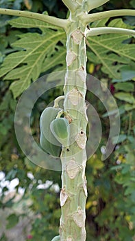 papaya tree on phu quoc