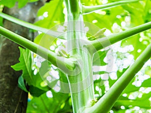 Papaya tree plant growing nature view from under.