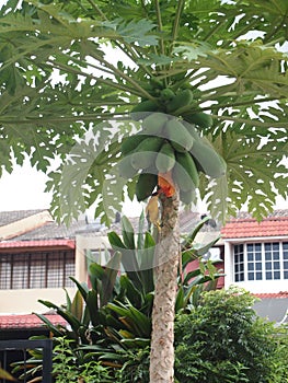 Papaya tree with plentiful papayas