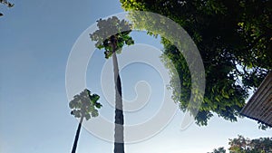 papaya tree prospective view