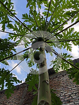 papaya tree