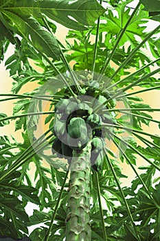 papaya tree and sun light