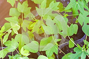 Papaya tree in sun light