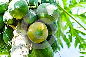 Papaya tree,Thailand fruit to eatig