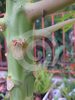 The papaya tree trunk in the garden looks fresh in the morning