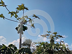 Papaya trees with blue sky background