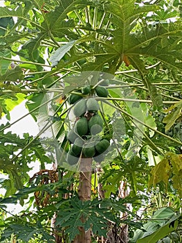 Papaya trees are fruitful and green with fruit markings