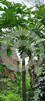 papaya trees that have started to bear fruit with green leaves