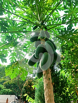 papaya trees are lush and beautiful for the view of the growers photo