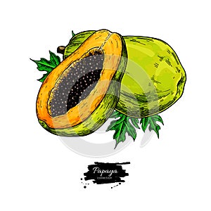 Papaya vector drawing. Hand drawn tropical fruit illustration