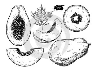 Papaya vector drawing set. Hand drawn tropical fruit illustration.