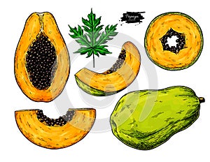 Papaya vector drawing set. Hand drawn tropical fruit illustration.