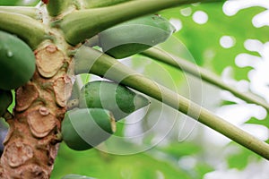 Papaya of young on tree