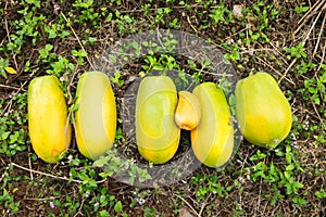 Papayas on the ground