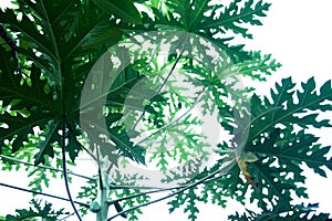 Papayas Leaf Fuit Plant