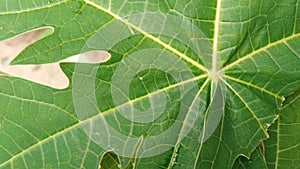 Papayas leaf Nature close up shot leaf water drops