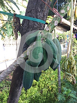 Papayas on tree.