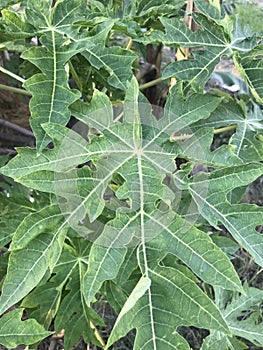 Papayas tree