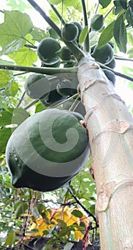 Papayas trees