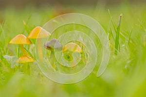 Papegaaizwammetje, Parrot Toadstool, Hygrocybe psittacina