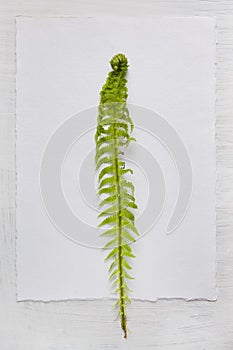 Paper background with fern leaf