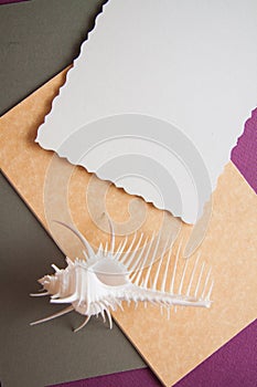 Paper background with shell