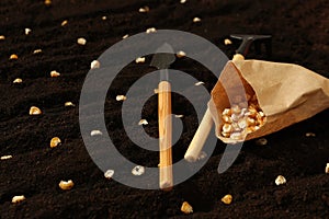 Paper bag with corn seeds and gardening tools on fertile soil