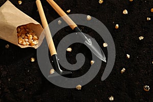 Paper bag with corn seeds and gardening tools on fertile soil